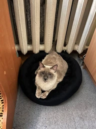 Лежак для котов и собак Природа Tommy 50х50х10 см (4823082430666) фото от покупателей 9
