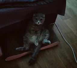 Когтеточка для кошек из картона CLAW-A1О 55x7x25 фото от покупателей 6