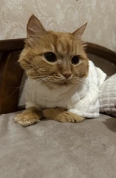 Флісова кофта для котів (кішок) Фараон M Сіро-голубий фото від покупців 8