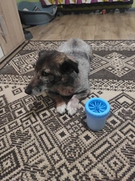 Лапомийка для собак Meow Meow склянка з силіконовою щіткою ємність для чищення миття лап для собак та котів 11х9х9см блакитна (LP0001)