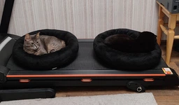 Лежак для котов и собак Природа Tommy 50х50х10 см (4823082430666) фото от покупателей 5