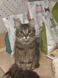 Корм сухой Brit Care Cat Grain Free Sterilized Immunity Support для стерилизованных котов для поддержки иммунитета со свининой