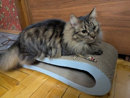 Кігтеточка для кішок картонна CLAW-A2сс 65x14x25+Подарунок іграшка для кота миша фото від покупців 19