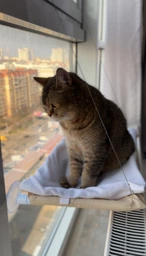Лежанка для кота оконная VMHouse лежачок гамак для кошки спальное место на присосках кремовый (0014-0001) фото от покупателей 2