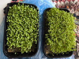 Набір для вирощування мікрозелені Panda microgreen на 7 врожаїв (ТОП 7 видів культур) фото от покупателей 8