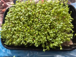 Набір для вирощування мікрозелені Panda microgreen на 7 врожаїв (ТОП 7 видів культур) фото от покупателей 7