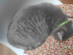 Сухой корм для котов Purina Pro Plan Adult 1+ Renal Plus с курицей 1.5 кг (НФ-00000364) фото от покупателей 5