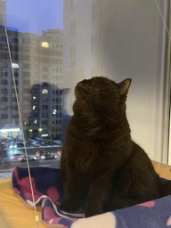 Лежанка для кошек оконный гамак с присосками на окно Sunny Seat Mounted Cat Bed до 22 кг Лёгкая Бежевая (3026)