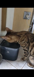 Фонтанчик автопоїлка для кота Pet Water Fountain автоматична поїлка питний фонтан для котів та собак