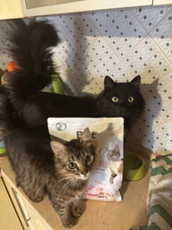 Корм сухой Brit Care Cat Grain Free Sensitive HDigestion Delicate Taste для котов с чувствительным пищеварением индейка и лосось фото от покупателей 9