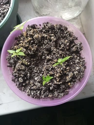 Семена перца Каролина Рипер (Carolina Reaper) красный (red) фото от покупателей 14