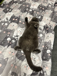 Ковдра Руно зимова двоспальна 172x205 см антиалергенне волокно Grey Cat (Р316.52СЛУ_Grey Cat) фото від покупців 1