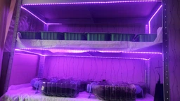 USB світлодіодна led фітострічка ультрафіолетова для росту кімнатних рослин розсади мікрозелень квітів SMD2835 Elite Lux 5V фітолампа вологостійка лед діодна фіто стрічка повний спектр юсб 5 метрів фото від покупців 3