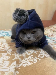 Толстовка для котів (кішок) Бубон M Сірий фото від покупців 2
