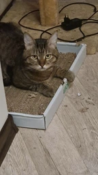 Эко когтеточка Lucky Pet Подиум 33х50х5 (4820224213774) фото от покупателей 13