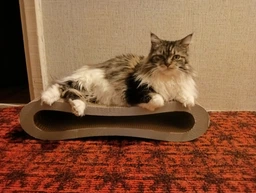 Кігтеточка для кішок картонна CLAW-A2сс 65x14x25+Подарунок іграшка для кота миша фото від покупців 16