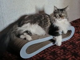 Кігтеточка для кішок картонна CLAW-A2сс 65x14x25+Подарунок іграшка для кота миша фото від покупців 13