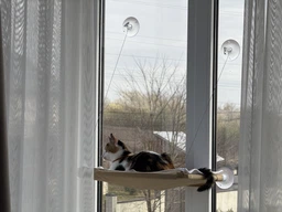 Спальное место для кошки кровать лежанка оконная гамак Sunny Seat Window фото от покупателей 18