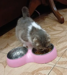 Сухий корм для кішок що живуть у приміщенні Club 4 Paws Indoor 4in1 з куркою 2 кг (4820215368780)