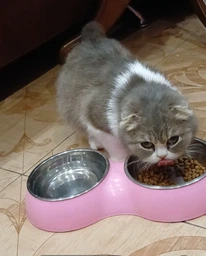 Сухий корм для кішок що живуть у приміщенні Club 4 Paws Indoor 4in1 з куркою 2 кг (4820215368780) фото від покупців 1