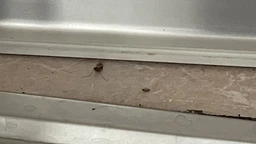 Комплект 2 шприца гель-паста средство от тараканов Targan-dez Stop Cockroach gel + Подарок Клеевая ловушка фото от покупателей 9