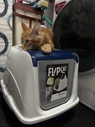Туалет для кішок Moderna Flip Cat 50х39х37 см Чорничний C230331 (5412087007950)
