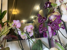 Орхидея Фаленопсис Дикий Кот Orchid Phalaenopsis Wild Cat 1 ветка