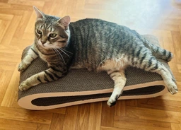 Кігтеточка для кішок картонна CLAW-A2сс 65x14x25+Подарунок іграшка для кота миша фото від покупців 12