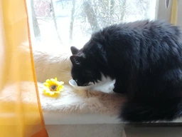 Вологий корм Whiskas для кошенят з яловичиною в соусі 84шт*85 г фото від покупців 3