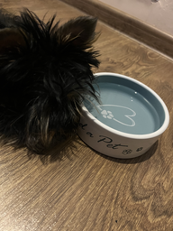 Миска керамическая для собак Trixie Pet's Home 12 см 0.3 л Кремово-бирюзовая (4011905250502)