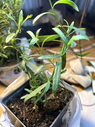 Тархун – естрагон (Artemisia dracunculus) (49830)