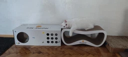 Когтеточка-лежанка для кошек Say Meow Grace гофрокартон, 67х27х24 см (8040190103008) фото от покупателей 16