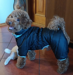 Комбінезон Collar AiryVest One для собак, розмір XS 30 Чорний (24131)