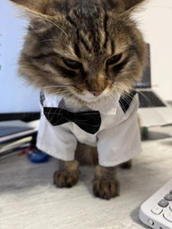 Костюм для котов и кошек Pet Style "Джентельмен" Черно-белый XL