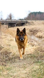 Canon RF 50mm f/1.8 STM (4515C005) фото от покупателей 14