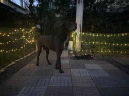 Гирлянда на солнечной батарее 12 м Bodasan 100 LED теплая белая (W860) фото от покупателей 1
