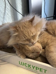 Царапка ЭКО "Подиум мини" картон LuckyPet, 24x50x5 фото от покупателей 3