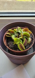 Венерина мухоловка. Дионея Floret фото от покупателей 5