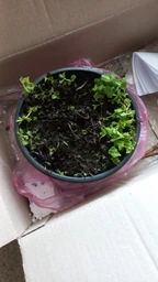 Мята душистая 'Apple Mint'. Контейнер 2 л фото от покупателей 1