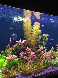 Бактерии в капсулах для аквариума Aquario Neo Cap Starter 20шт. фото от покупателей 1