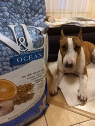 Сухий корм Farmina (Фарміна) N & D Low Grain Dog Ocean Ancestral Adult Medium & Maxi - 12 кг