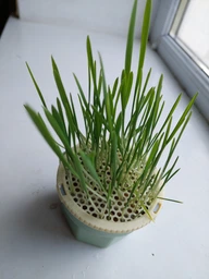 Набір для вирощування мікрозелені Трава Для Котів Panda microgreen Cat's на 3 врожаї з багаторазовим контейнером для вирощування фото от покупателей 1