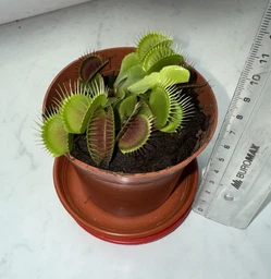 Венерина мухоловка. Дионея Floret фото от покупателей 2