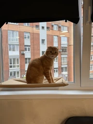 Спальное место для кошки кровать лежанка оконная гамак Sunny Seat Window фото от покупателей 17