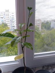 Черенок лимона для прививки. Сорт Демре Дескензіс фото от покупателей 3
