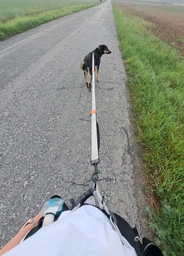 Повідець-пояс для собак Harness 160-260см, повідець для бігу з собакою, Помаранчевий (176-ORANGE)