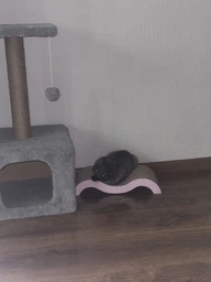 Кігтеточка картонна для кошенят Trixie 38×7×18 см фото від покупців 12