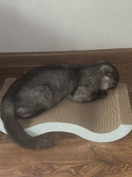 Кігтеточка картонна для кошенят Trixie 38×7×18 см фото від покупців 7