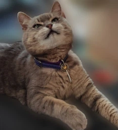 Нашийник для котів, шкіряний WAUCAT Glamour із QR-паспортом, без оздоблень, XXS, ширина 9 мм, довжина 22-30 см, рожевий (32487) фото від покупців 1