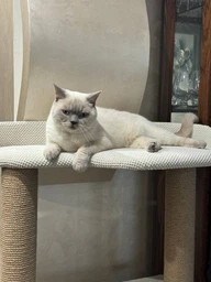 Ніжна затишна кігтеточка лазалка для котів котів з будиночком гамаком 115х70х40см молочно бежева фото від покупців 13